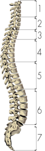 Colonna vertebrale